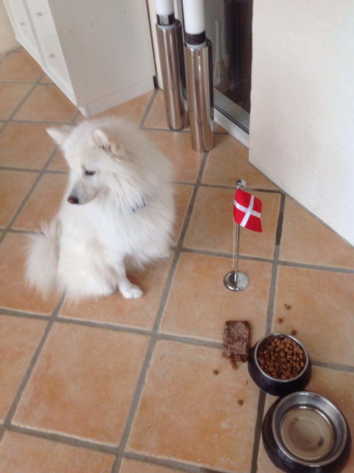 Japansk spids Kenzo billede 18