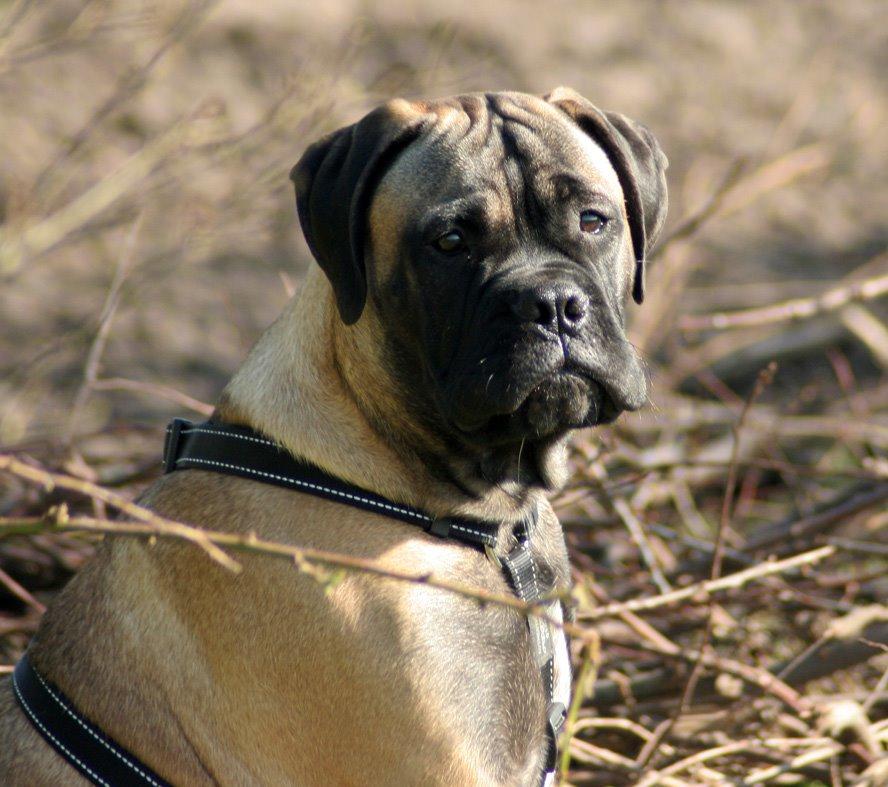 Bullmastiff Bullsaints Haress Al Dar - Barney 4½  måned 30 kg billede 29