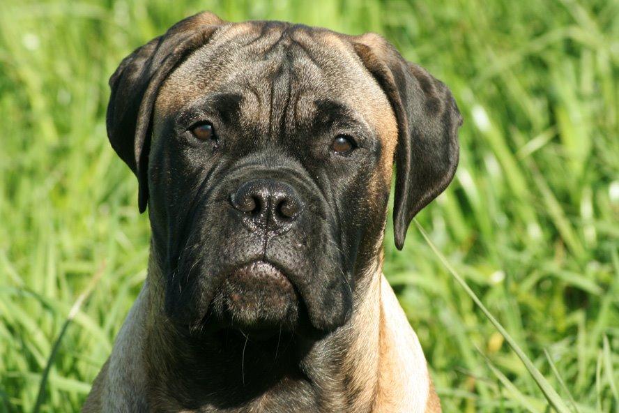 Bullmastiff Bullsaints Haress Al Dar - Barney 4½  måned 30 kg billede 30