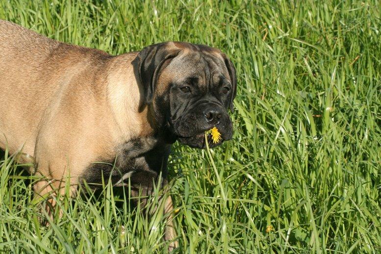 Bullmastiff Bullsaints Haress Al Dar - Barney 4½  måned 30 kg billede 31