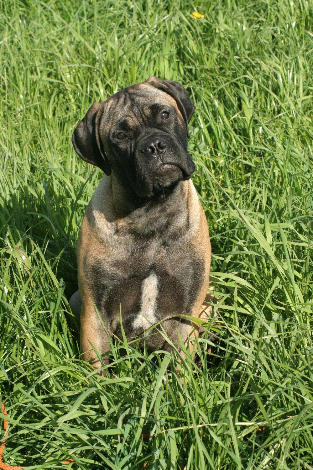 Bullmastiff Bullsaints Haress Al Dar - Barney 4½  måned 30 kg billede 32