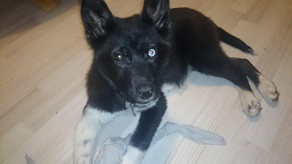 Blanding af racer king billede 1