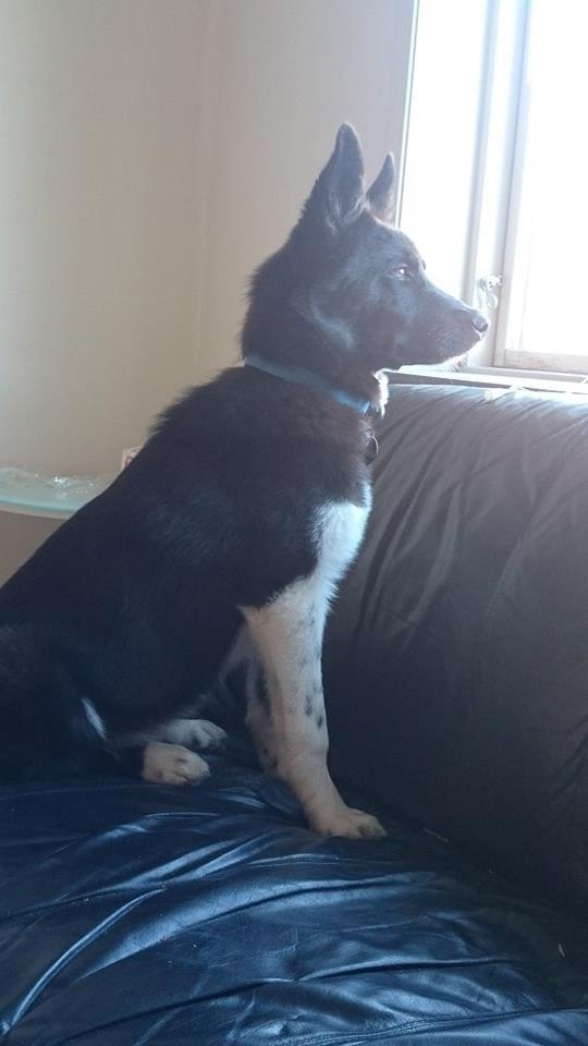 Blanding af racer king billede 2