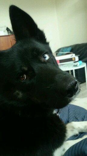 Blanding af racer king billede 4