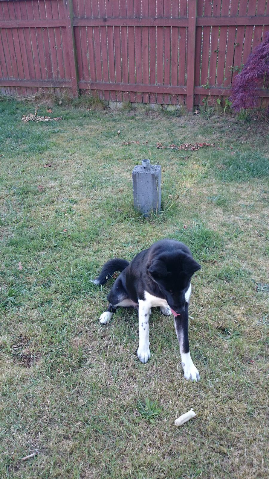 Blanding af racer king billede 5