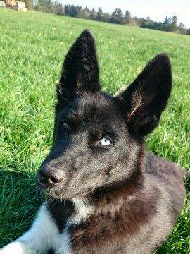 Blanding af racer king billede 3