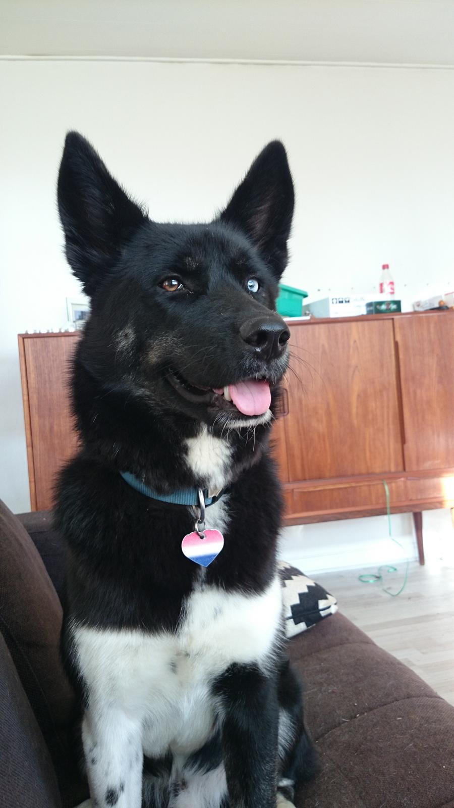 Blanding af racer king billede 6