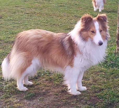 Shetland sheepdog Lassie - Lassie 1½ år billede 2