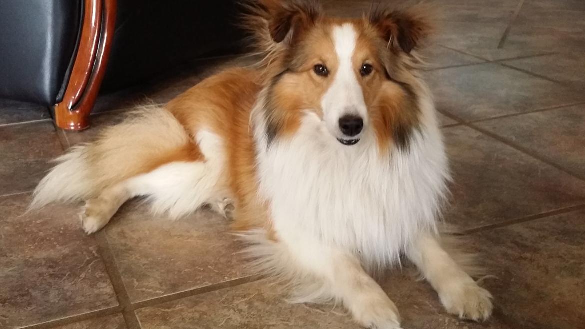 Shetland sheepdog Lassie - Lassie 2 år billede 3