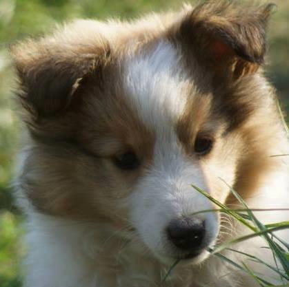 Shetland sheepdog Lassie - Lassie 7 uger billede 1