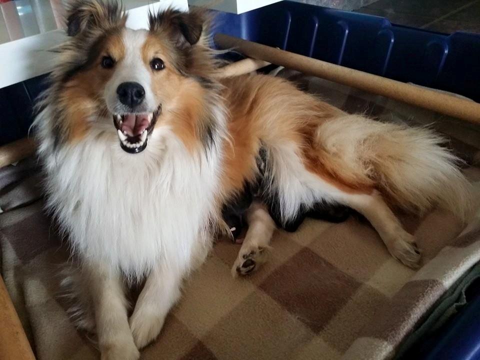 Shetland sheepdog Lassie - Lassie´s 1 kuld født den 29 april 2015 billede 4