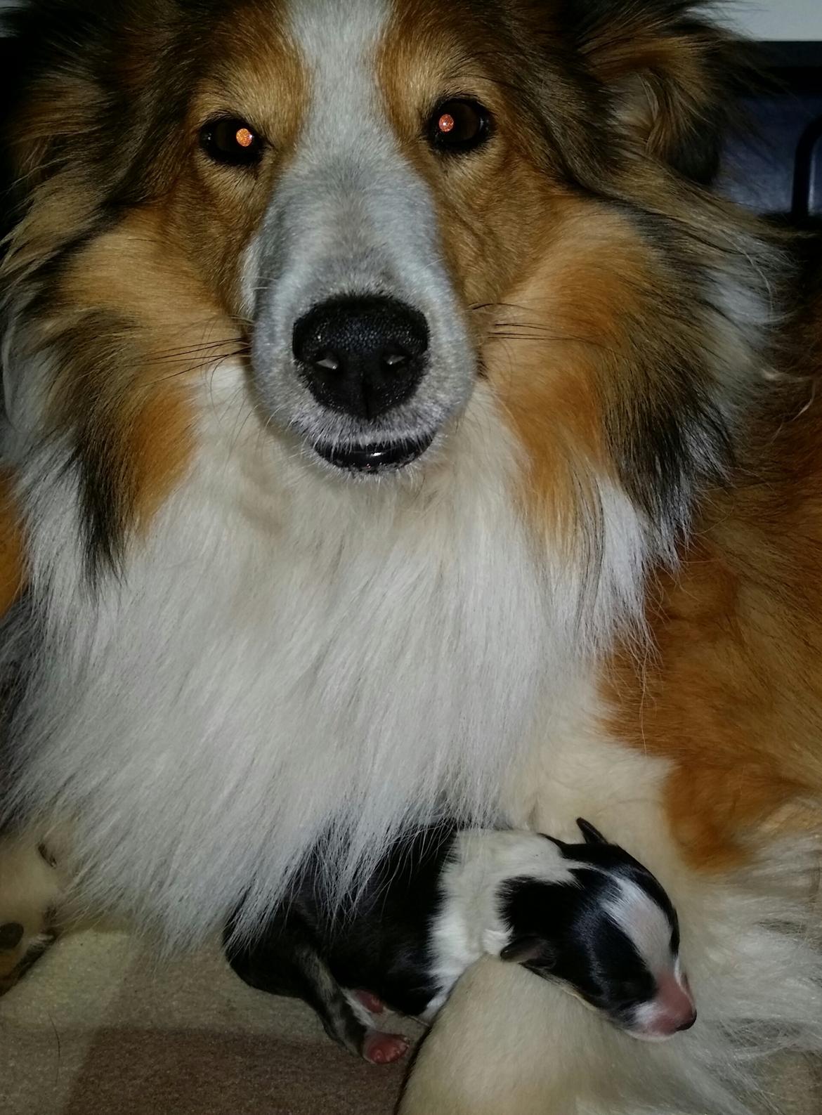 Shetland sheepdog Lassie billede 7