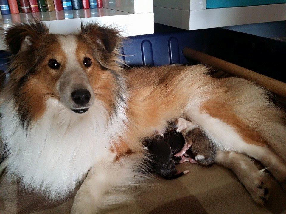 Shetland sheepdog Lassie billede 5