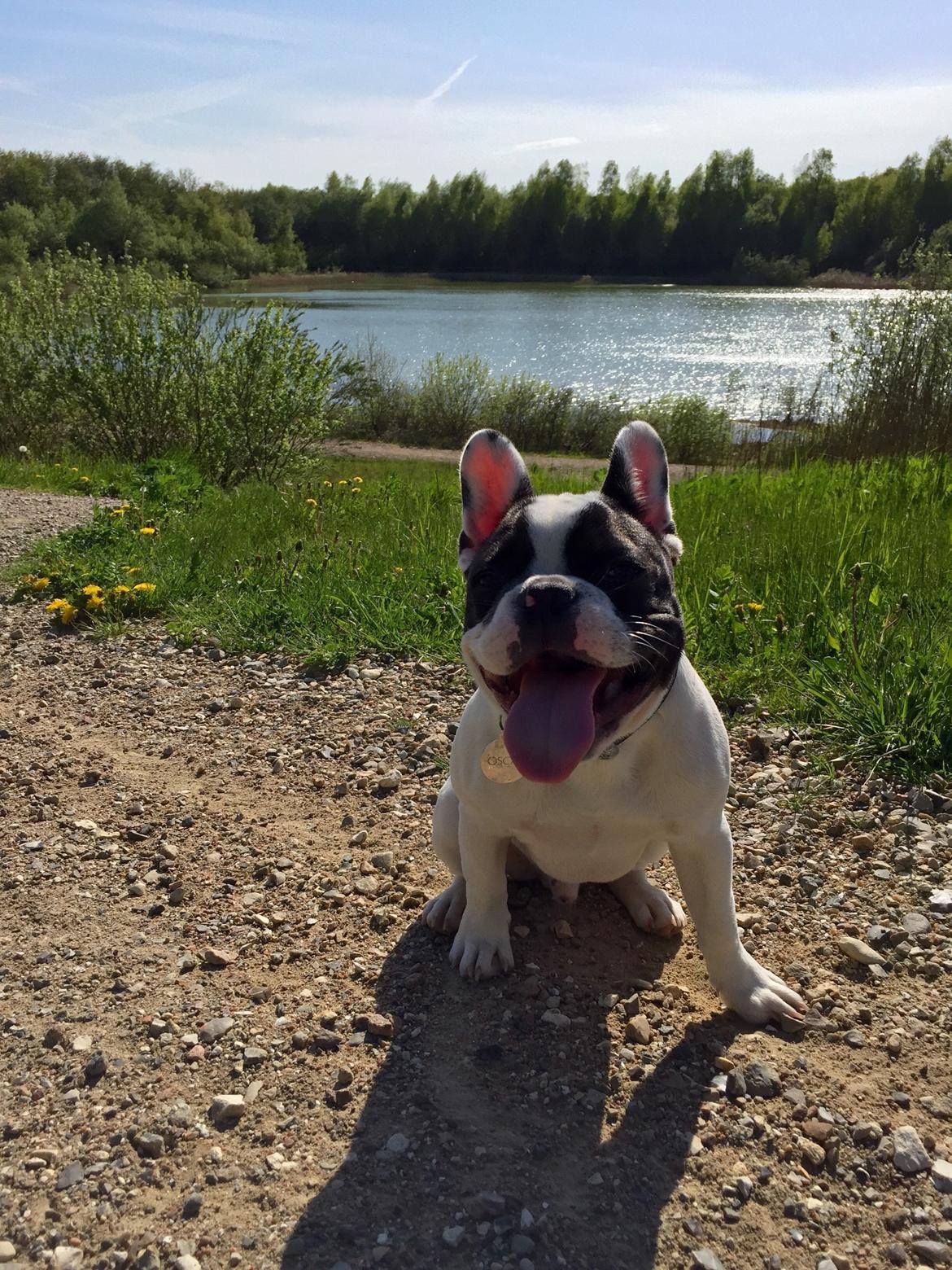 Fransk bulldog Bullys Lord Oscar - 6 måneder billede 7