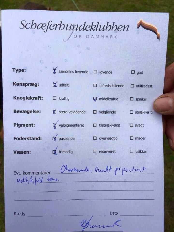 Schæferhund Nikita billede 9