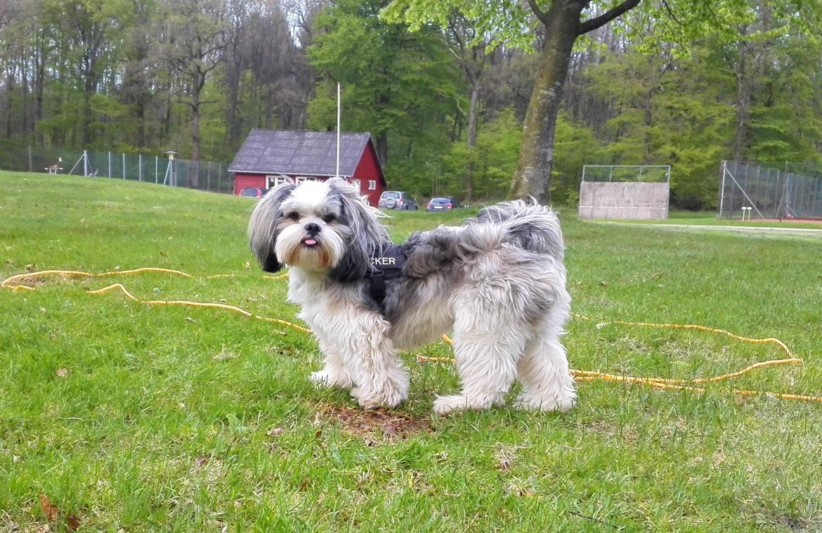 Lhasa apso Tucker billede 9