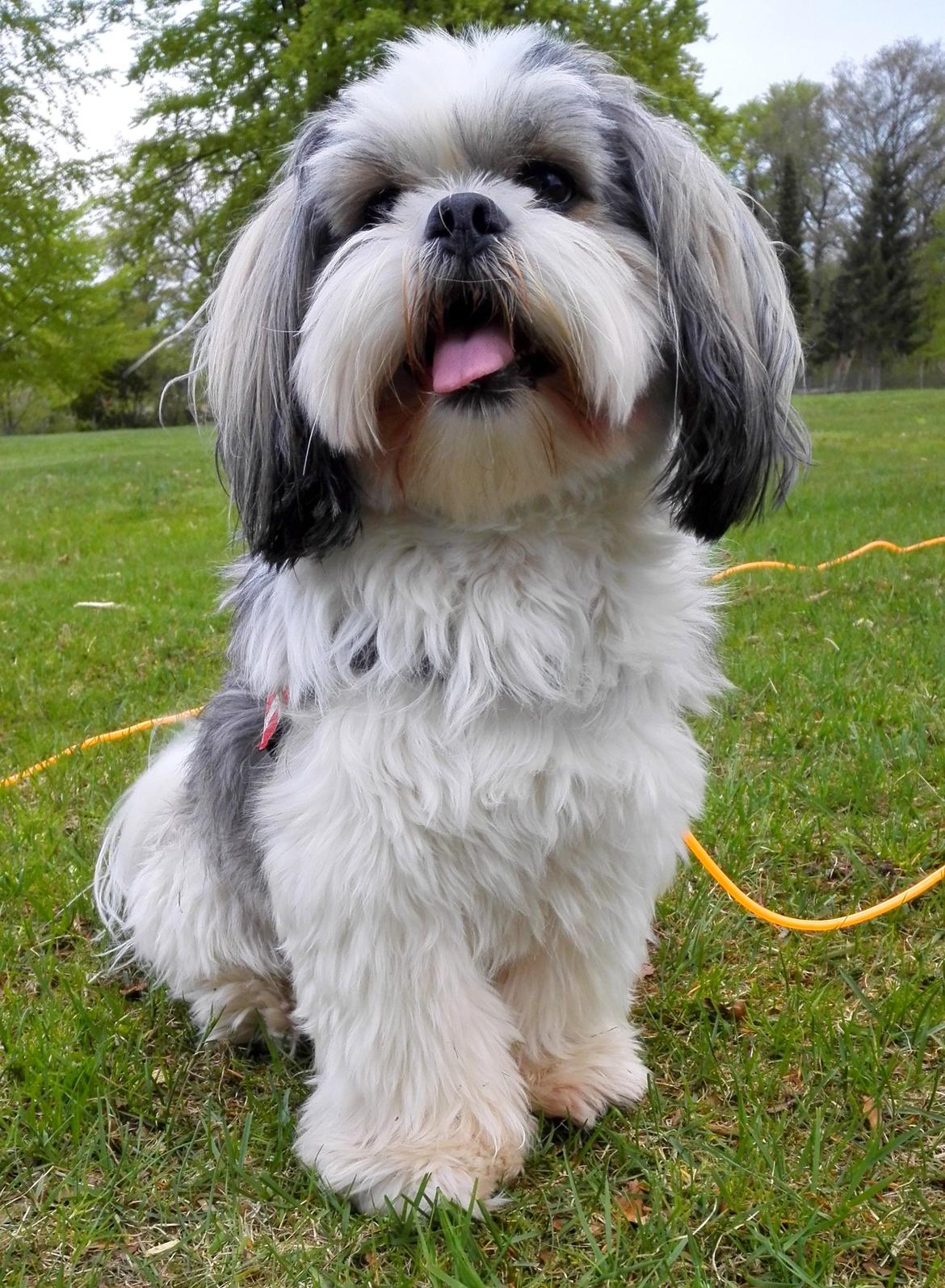 Lhasa apso Tucker billede 6