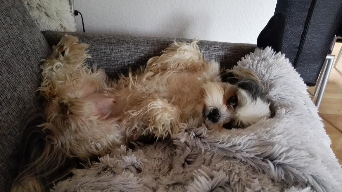 Lhasa apso Tucker billede 41