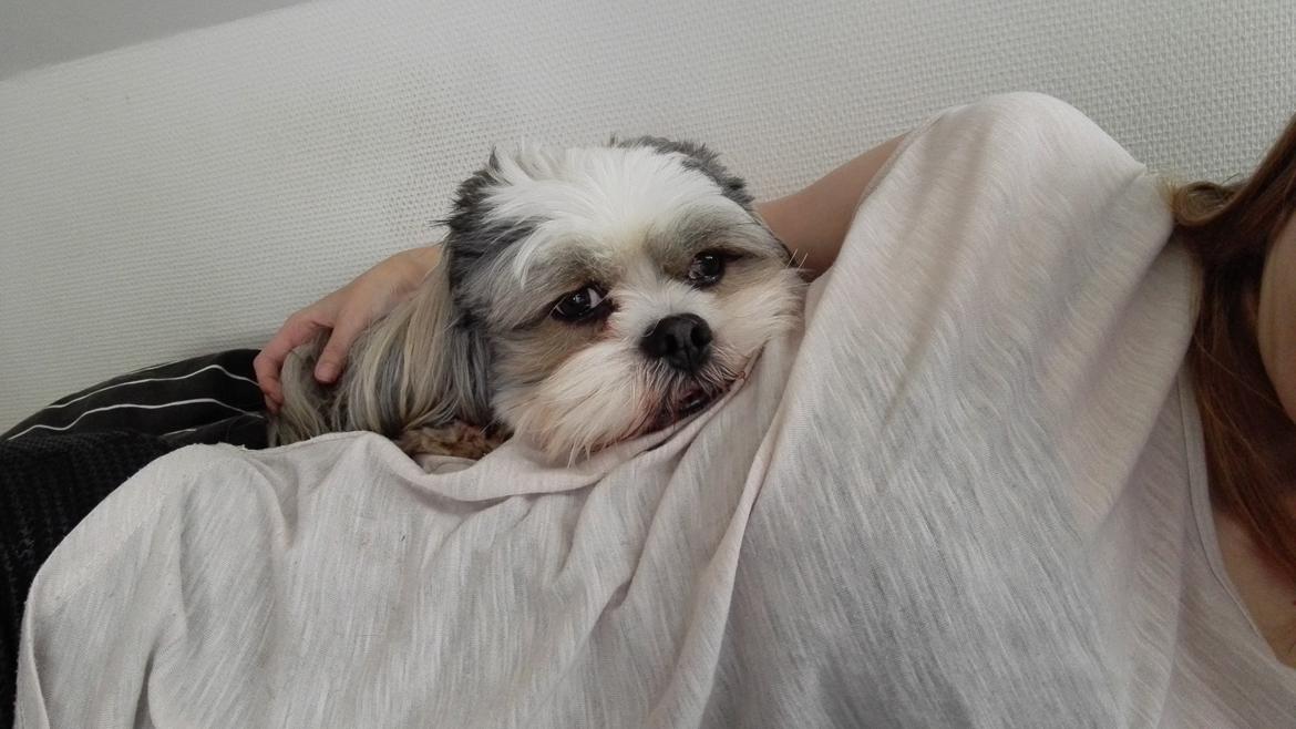 Lhasa apso Tucker billede 42