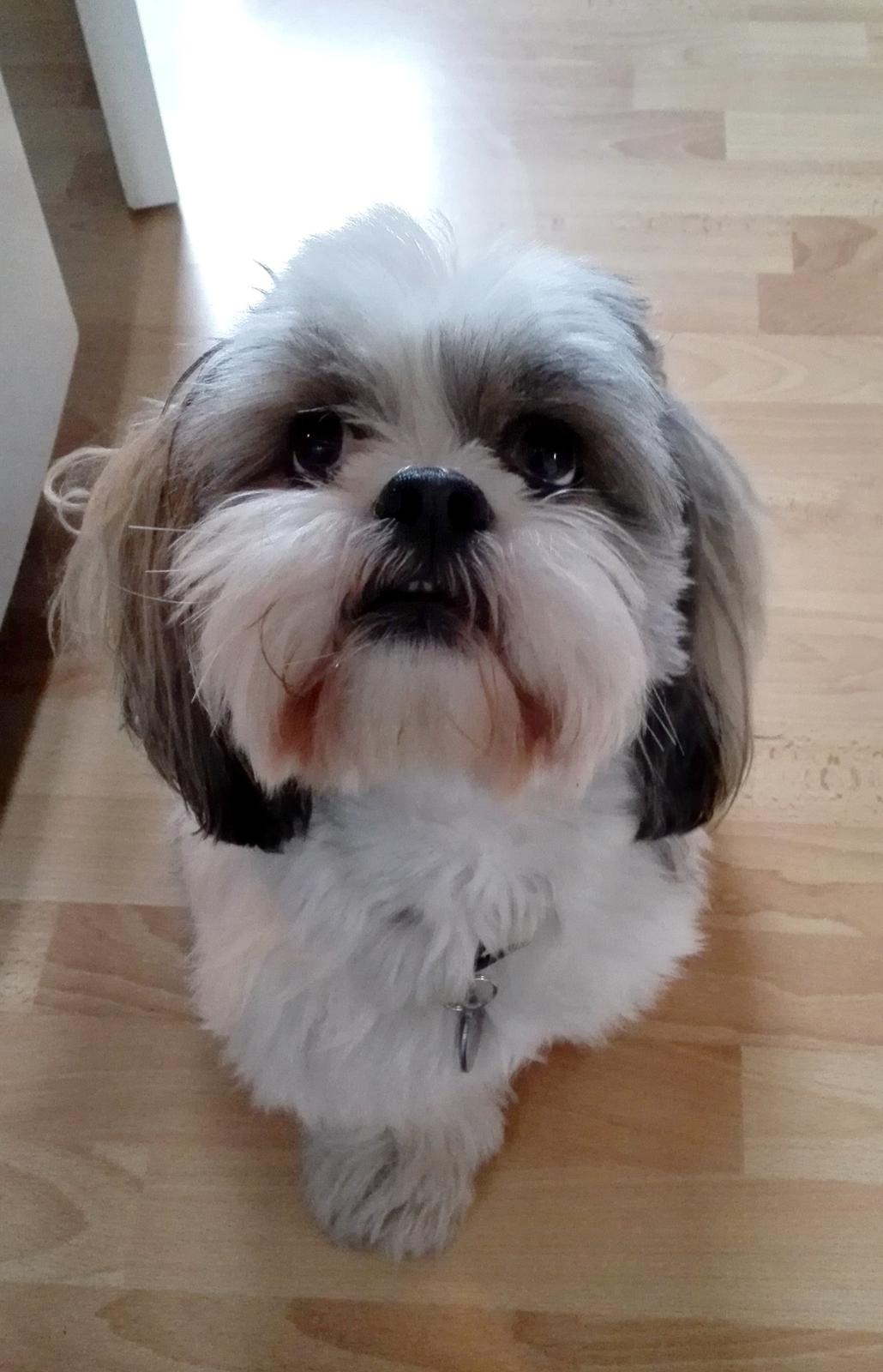Lhasa apso Tucker billede 44