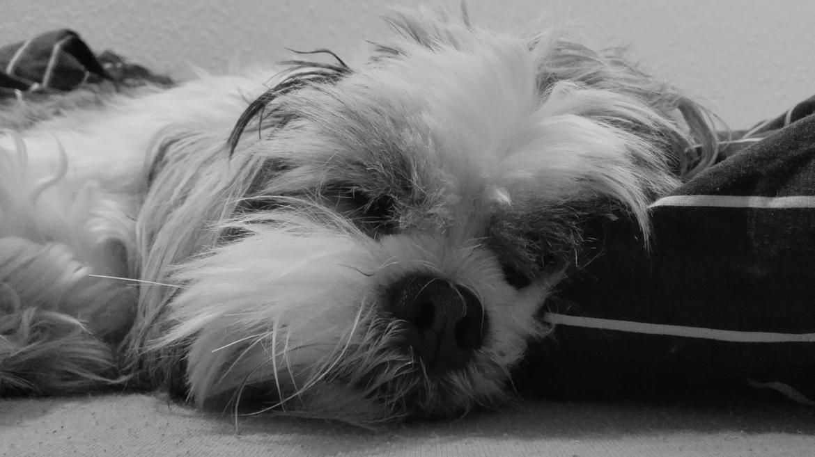 Lhasa apso Tucker billede 43