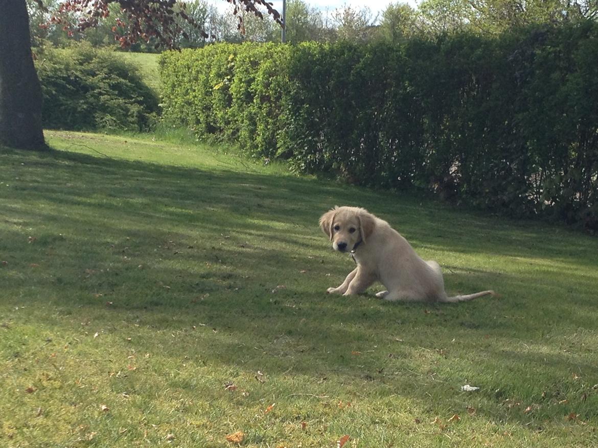 Golden retriever Carlo billede 37