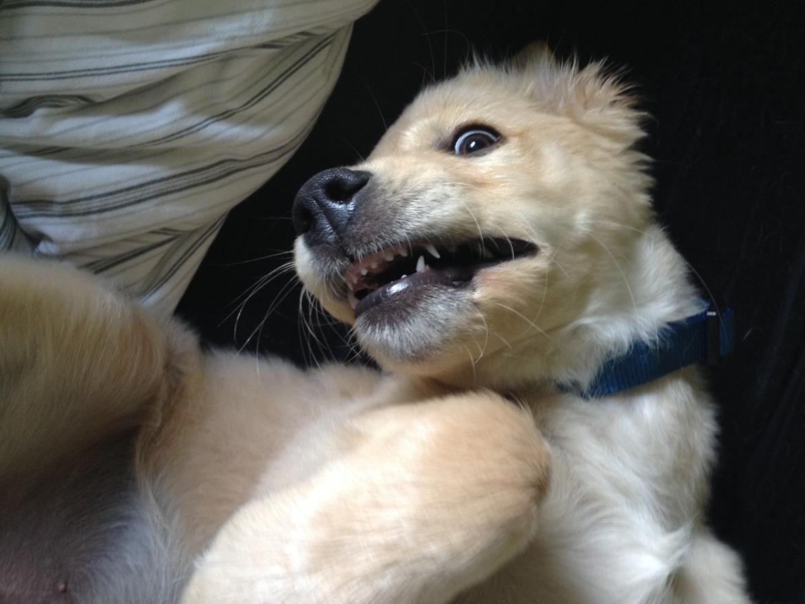 Golden retriever Carlo - Iggy :p billede 35