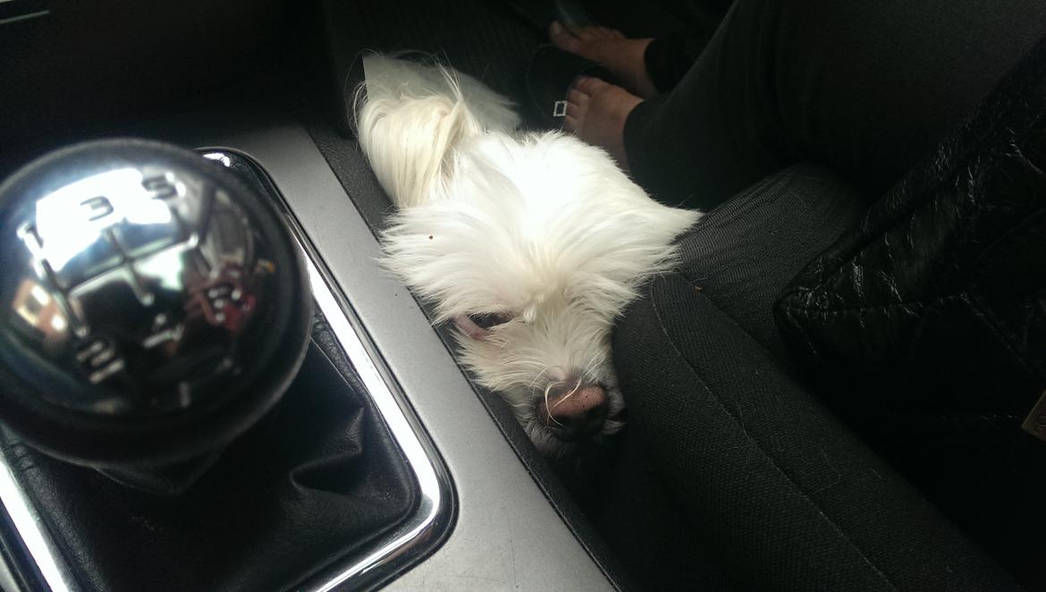 Lhasa apso Hånhån billede 4