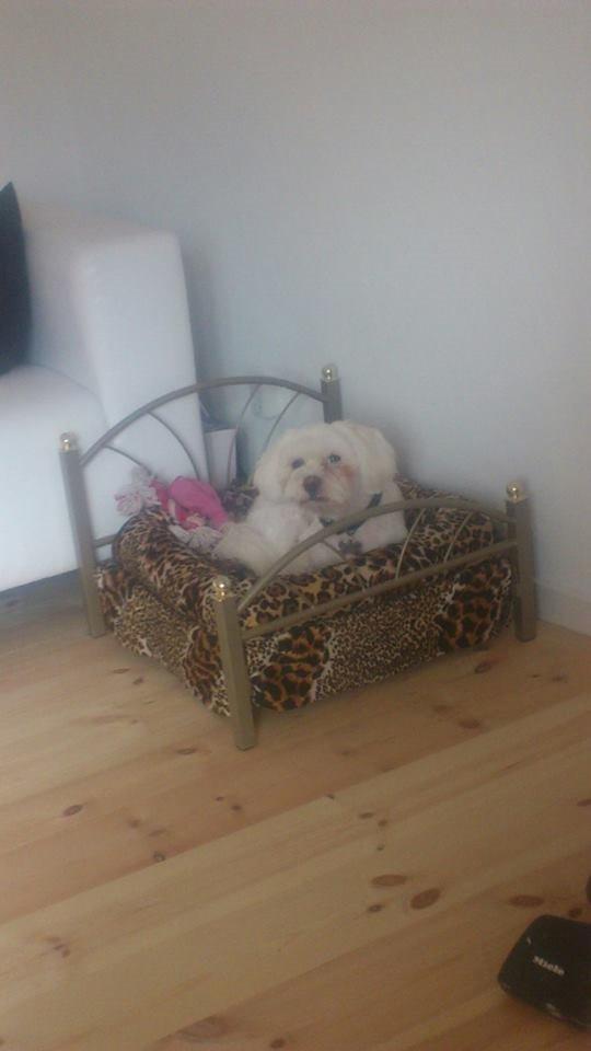 Lhasa apso Hånhån billede 10