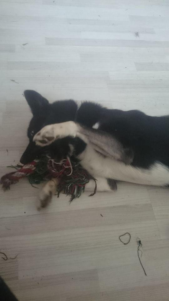 Blanding af racer king billede 8