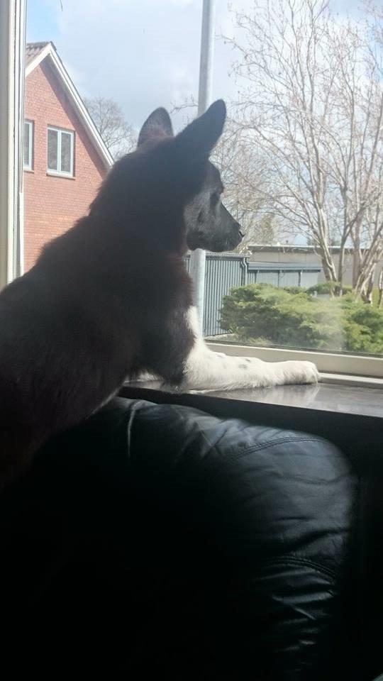 Blanding af racer king billede 7