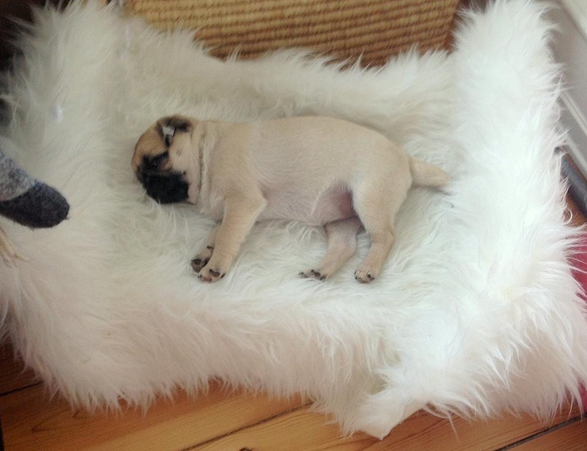 Mops Bodil - Lille puttegris 9 uger billede 13