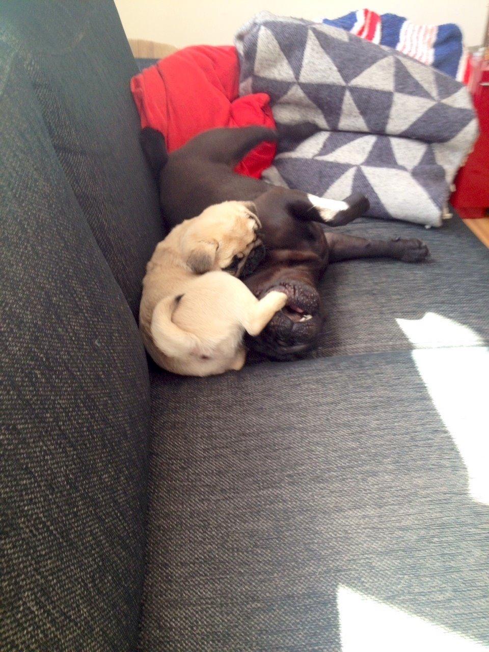 Mops Bodil - leger med Berta 9 uger billede 6