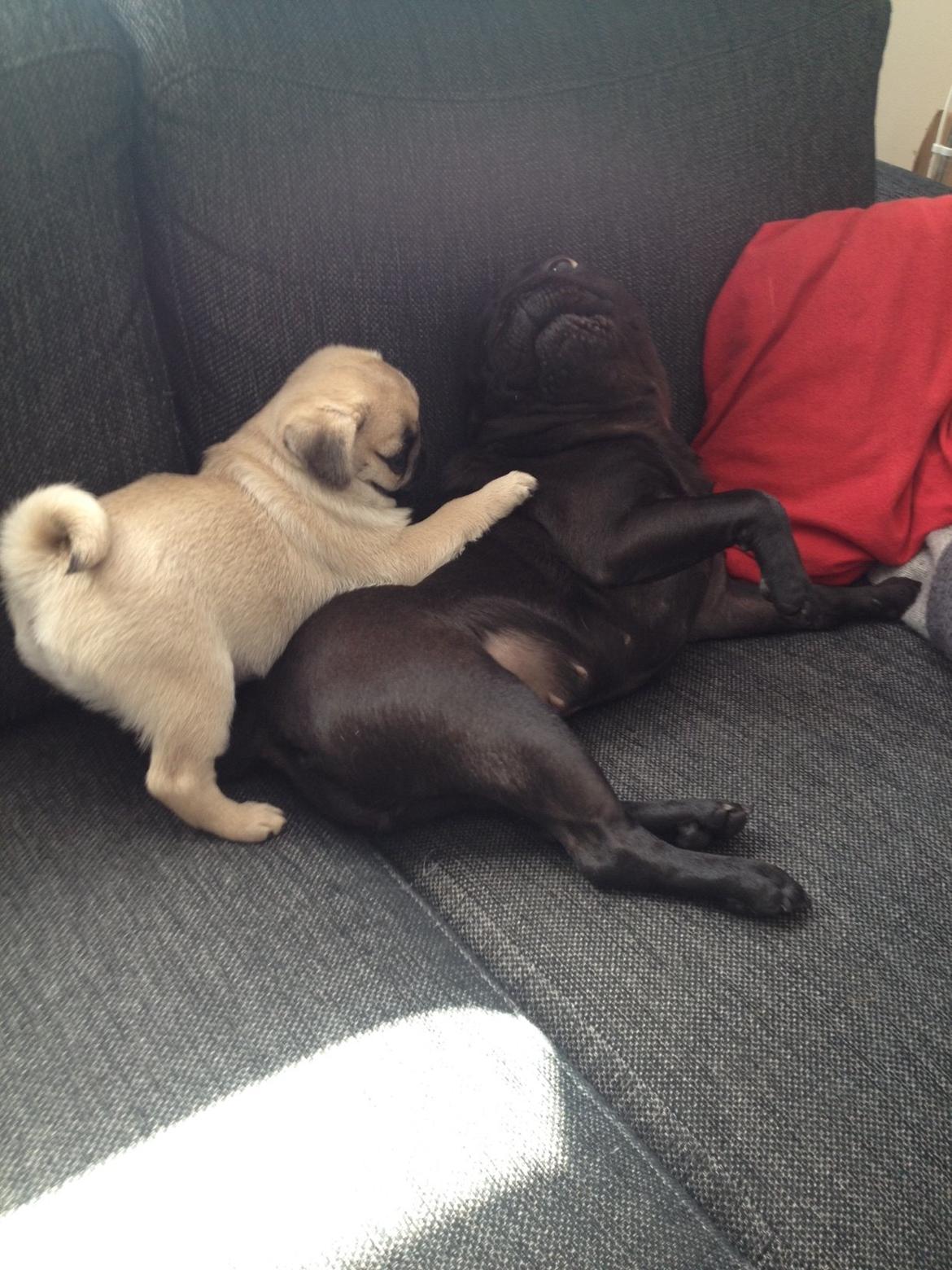 Mops Bodil - Sammen med Berta 9 uger billede 11