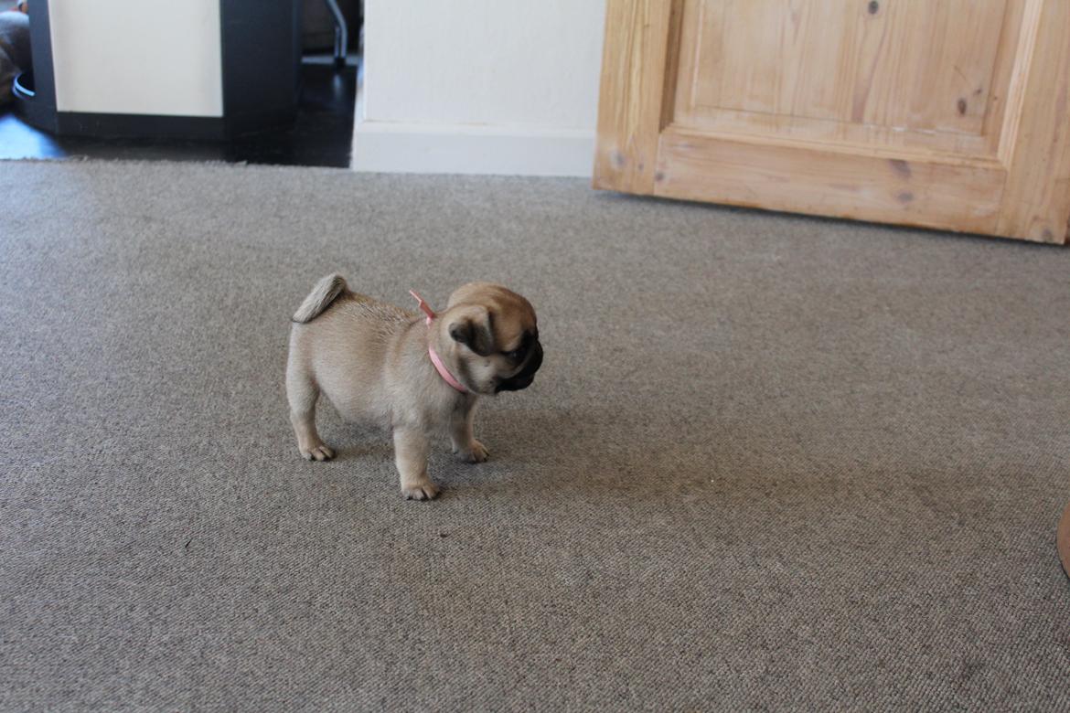 Mops Bodil - 6 uger billede 16