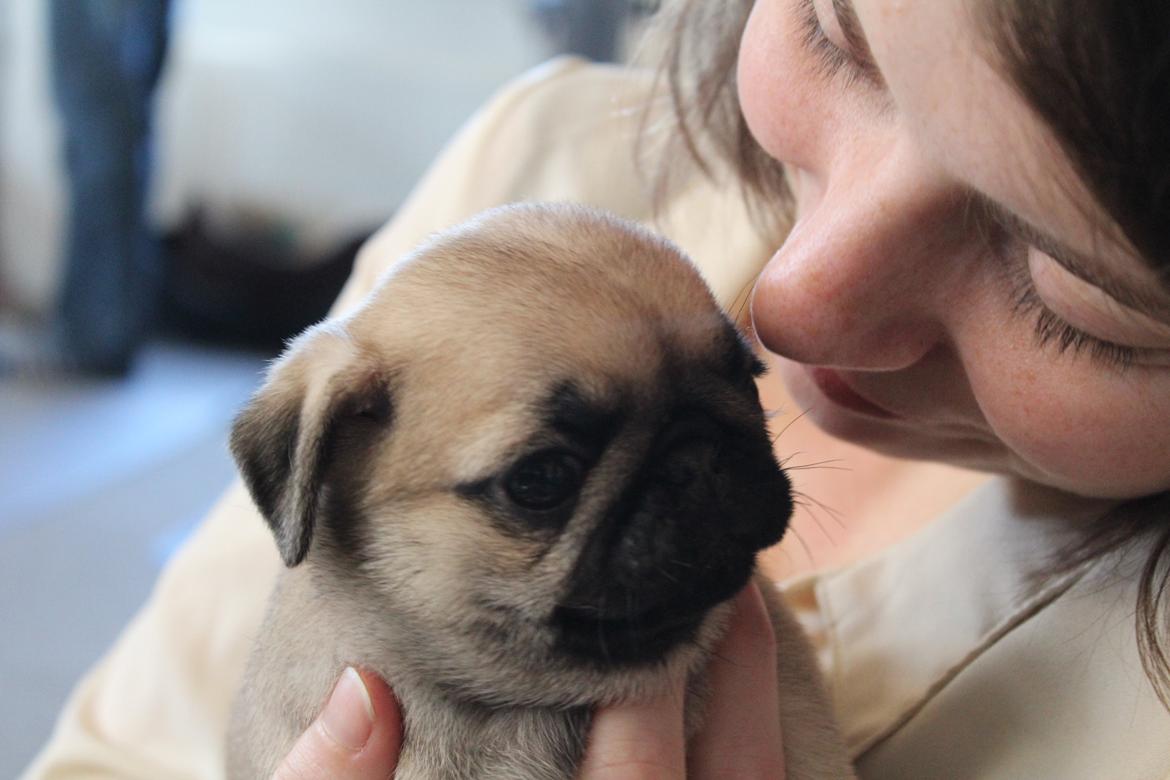 Mops Bodil - Bodil 6 uger billede 15