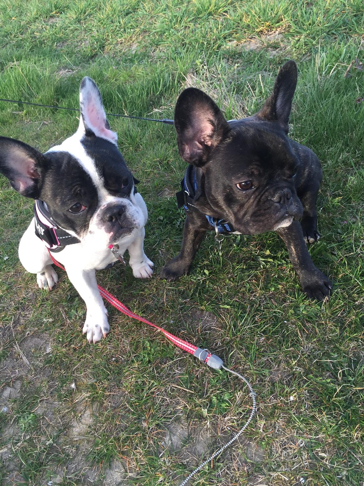 Fransk bulldog Blanka billede 3