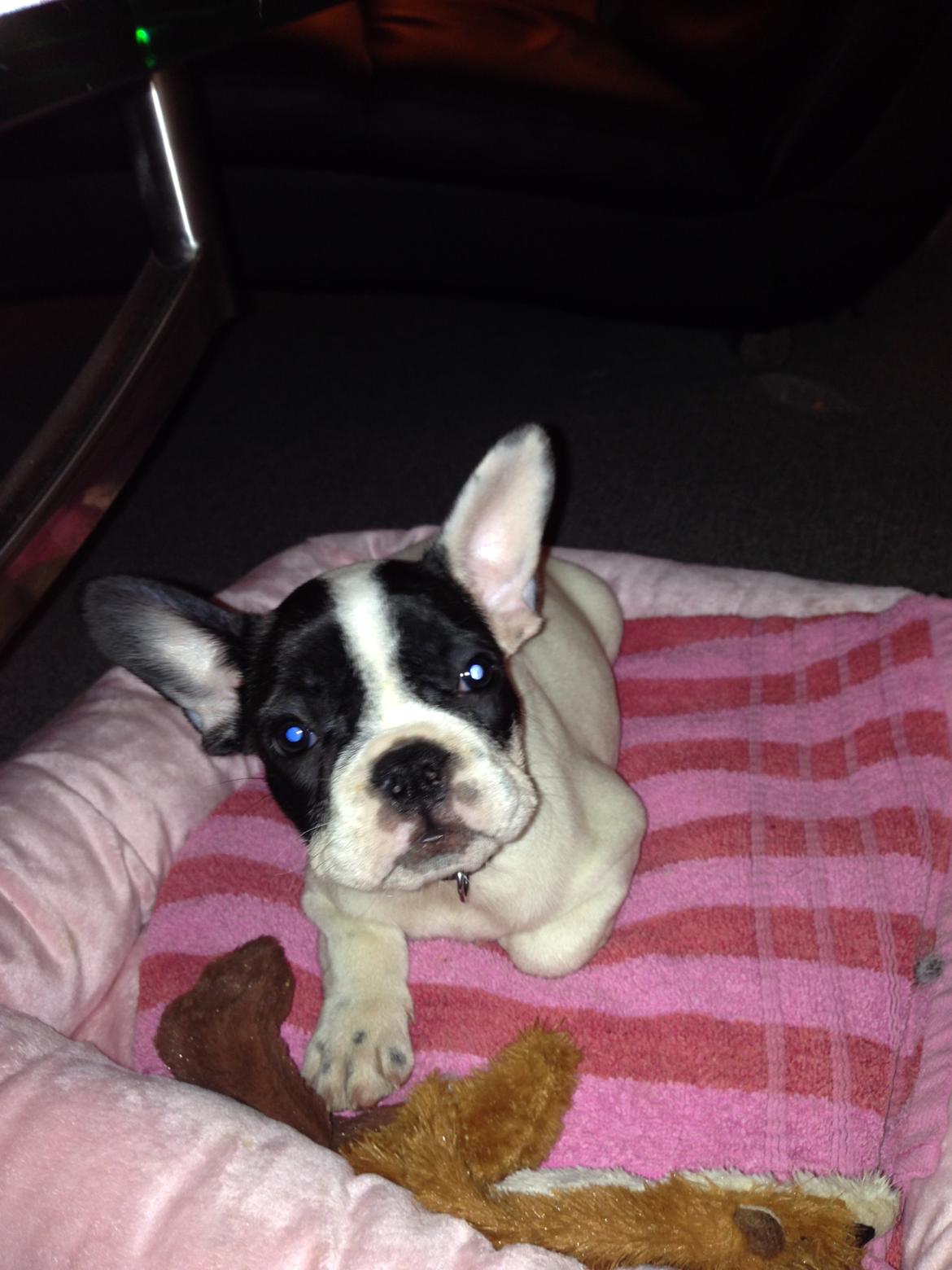 Fransk bulldog Blanka billede 1