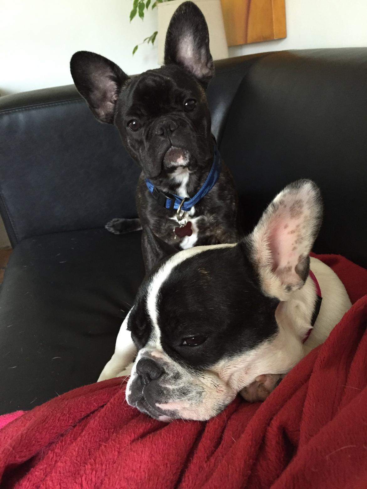 Fransk bulldog Blanka billede 5