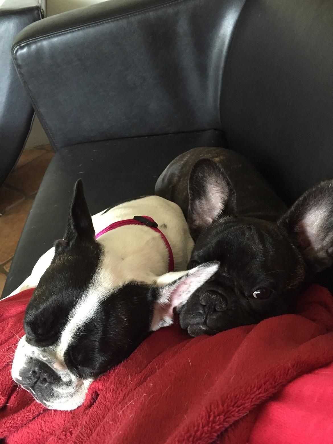 Fransk bulldog Blanka billede 6