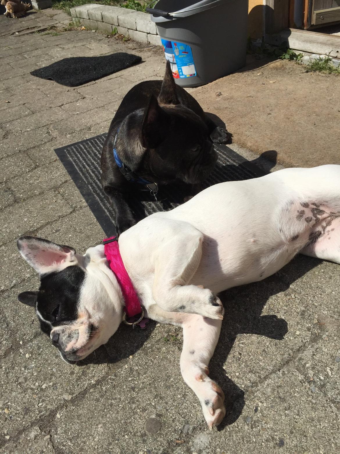 Fransk bulldog Blanka billede 7