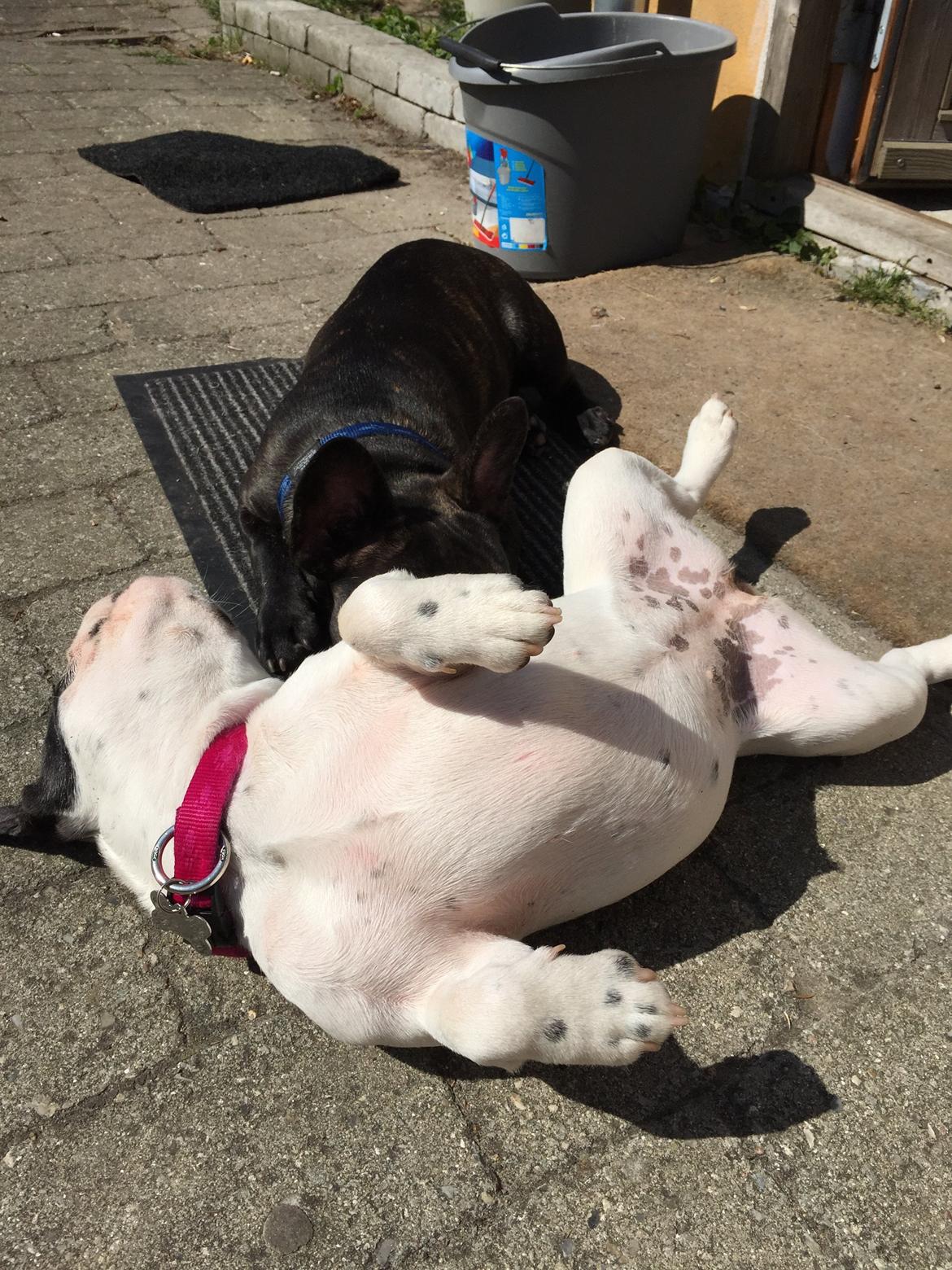 Fransk bulldog Blanka billede 8