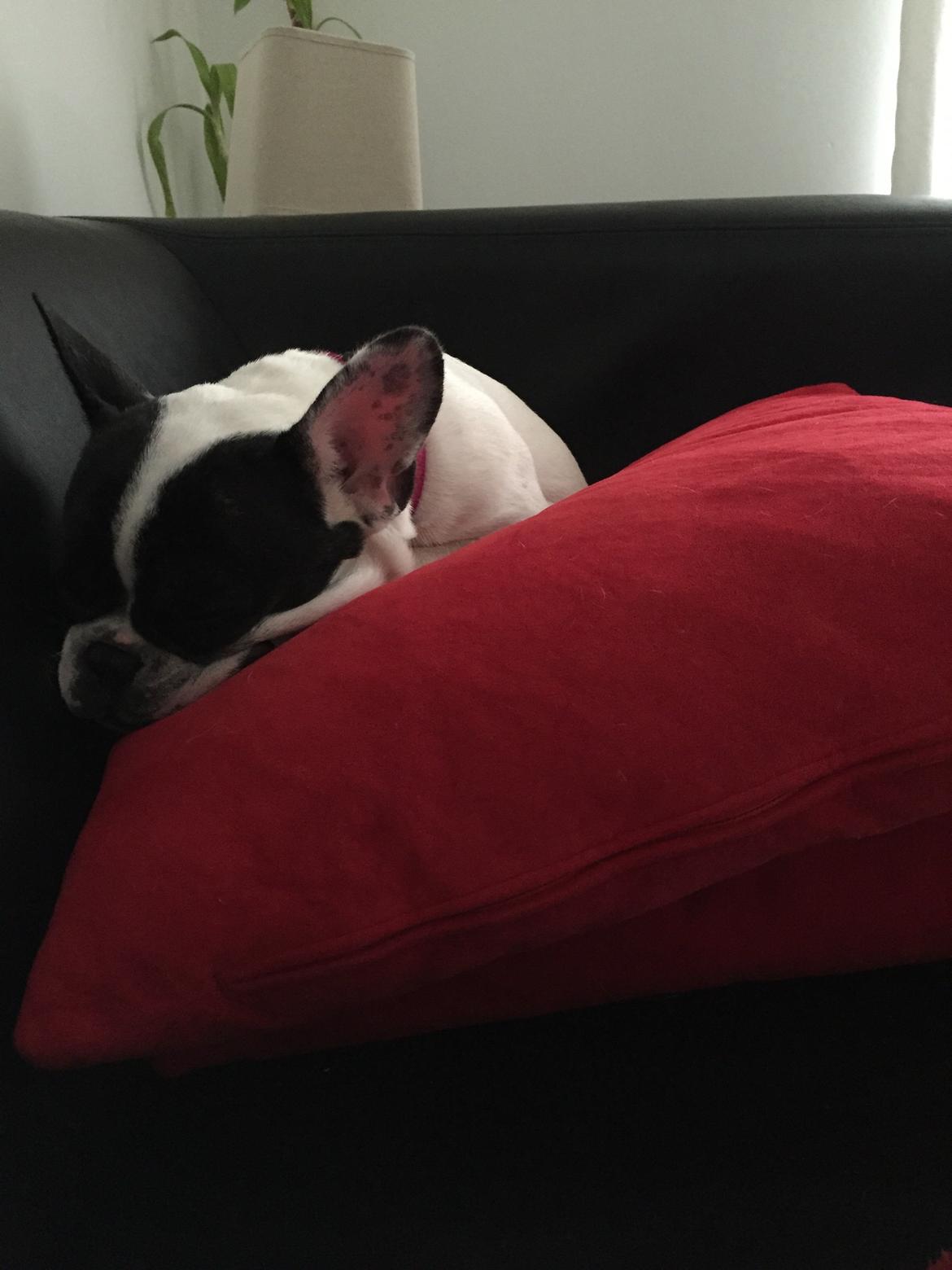 Fransk bulldog Blanka billede 10