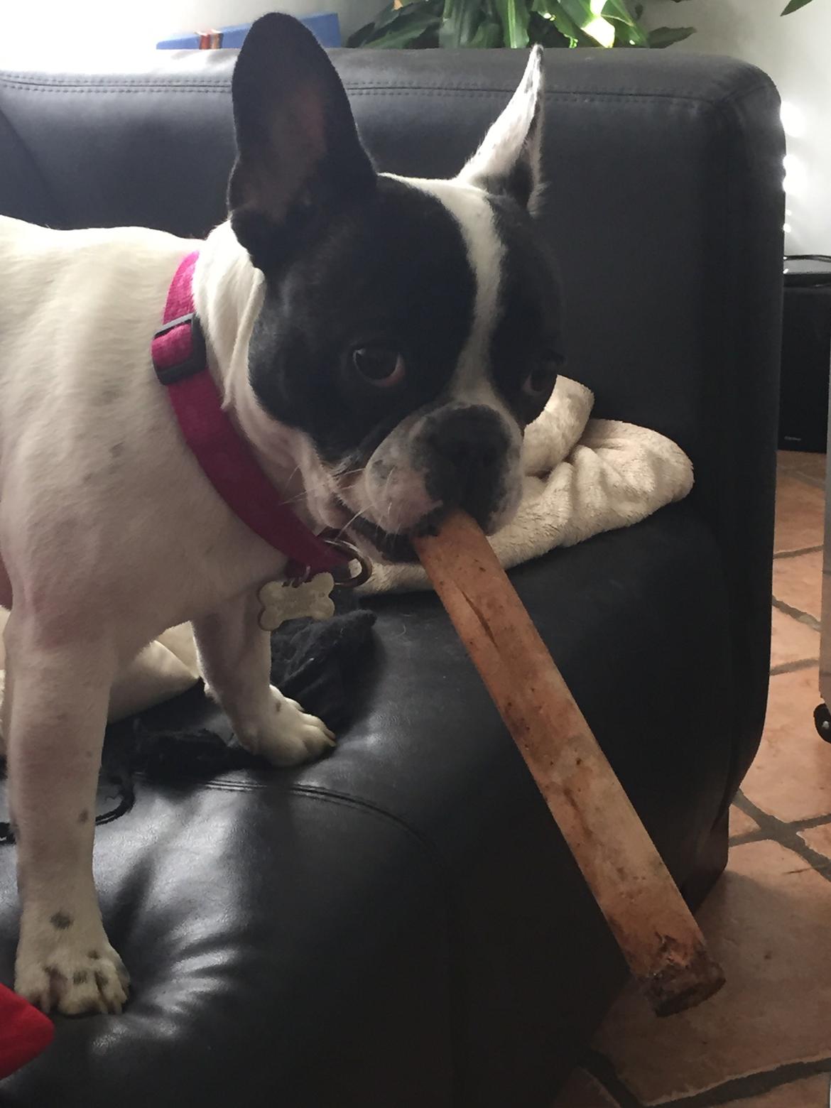 Fransk bulldog Blanka billede 11