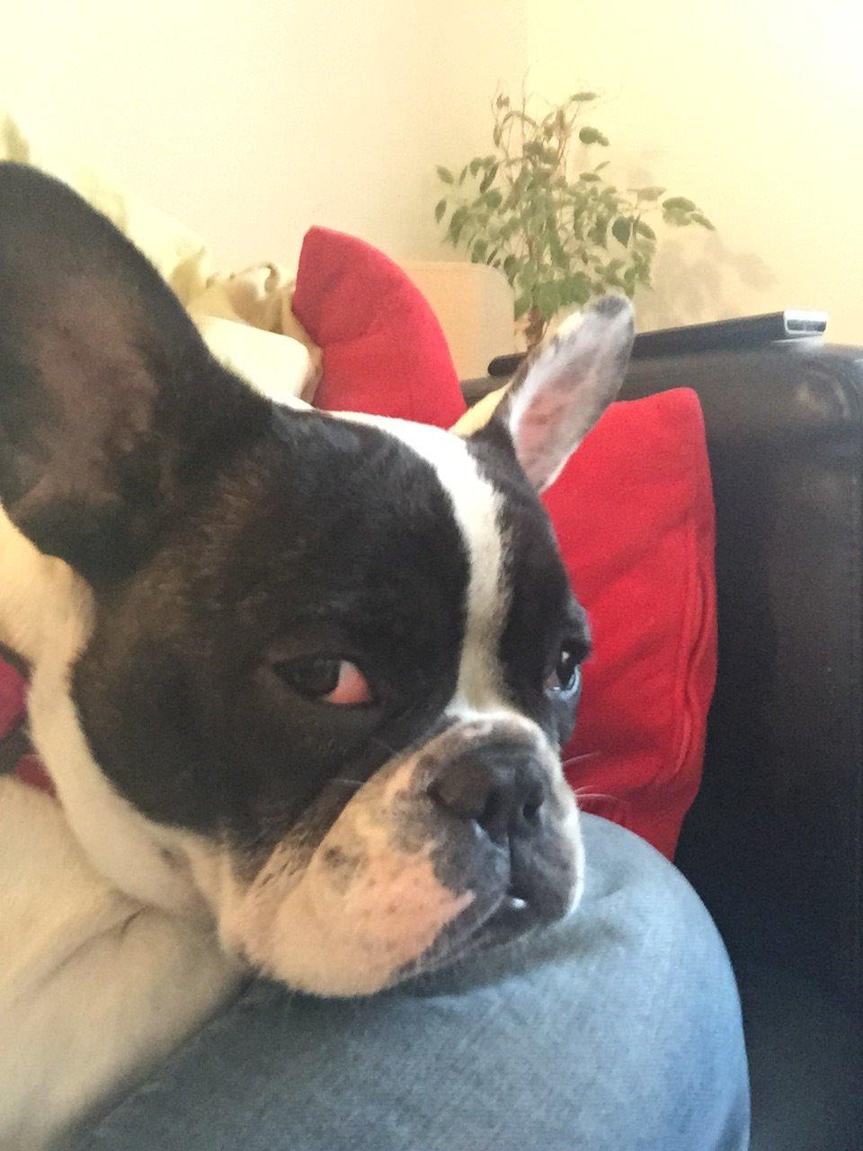 Fransk bulldog Blanka billede 12