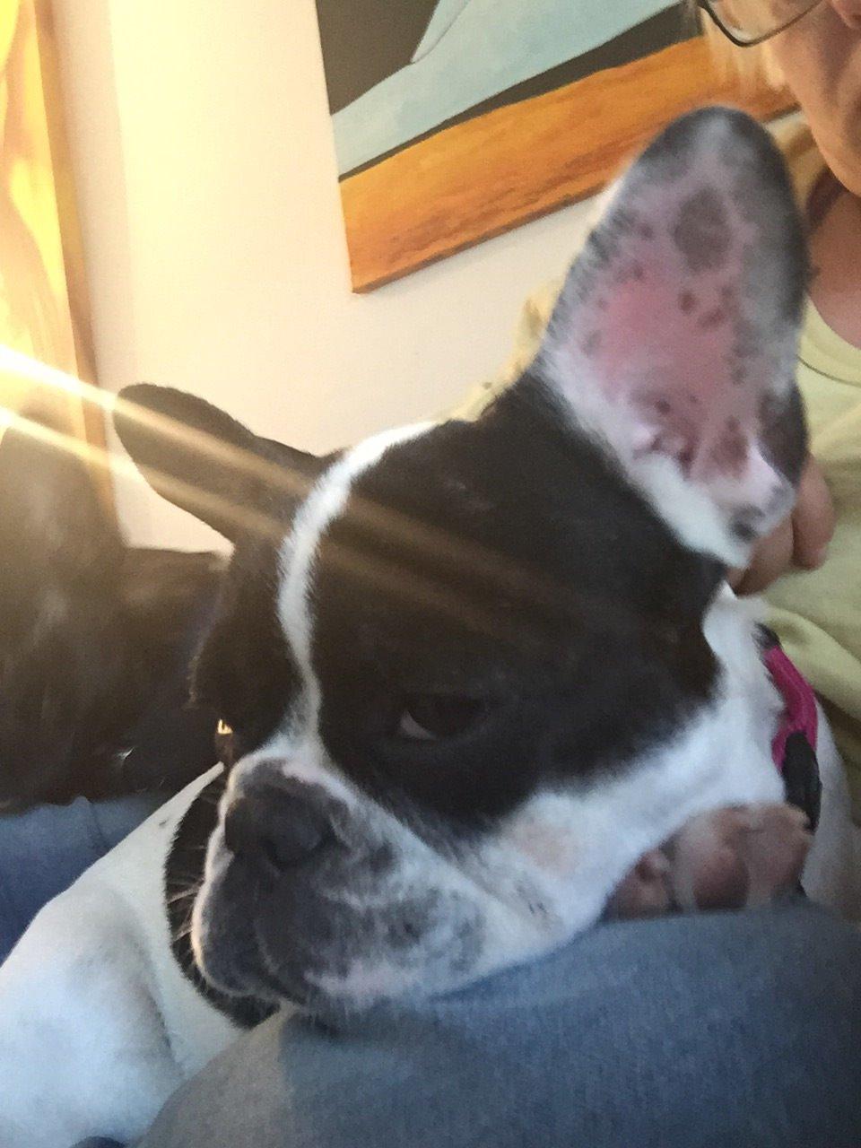 Fransk bulldog Blanka billede 13