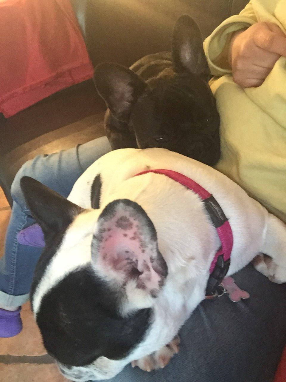 Fransk bulldog Blanka billede 14