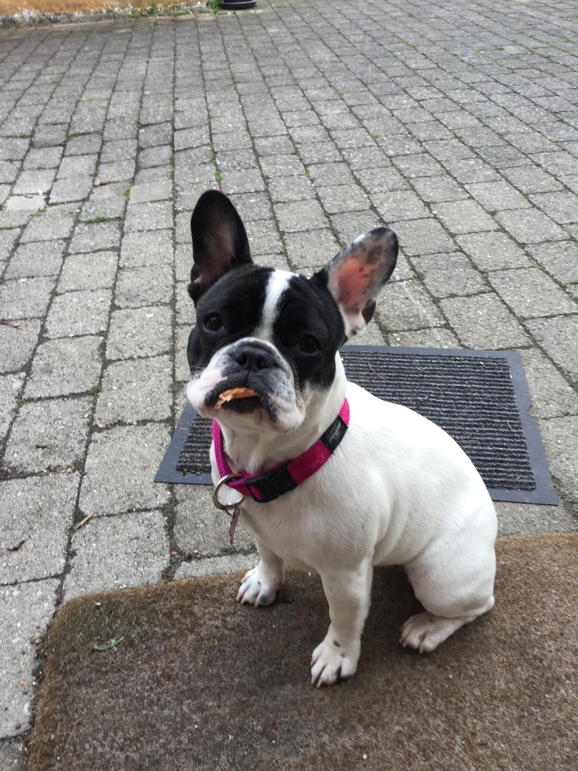 Fransk bulldog Blanka billede 15