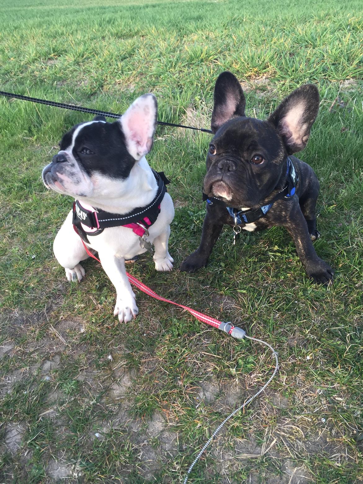 Fransk bulldog Blanka billede 4