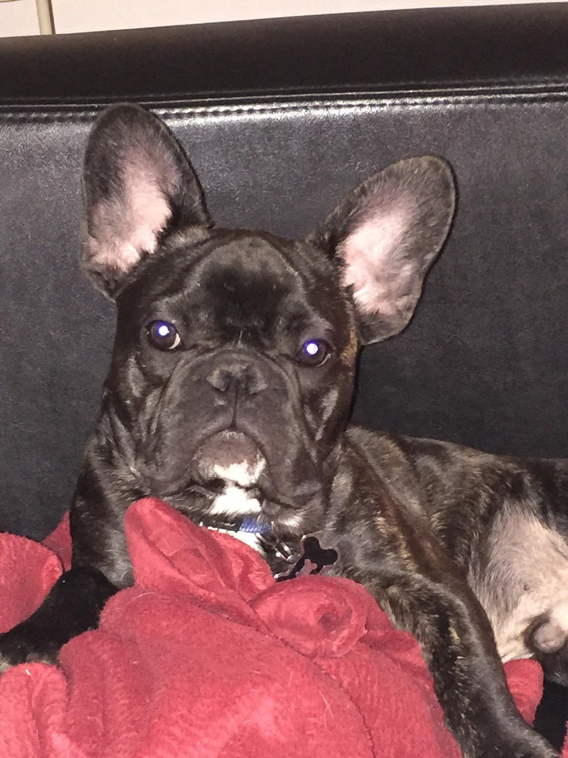 Fransk bulldog Louie billede 1